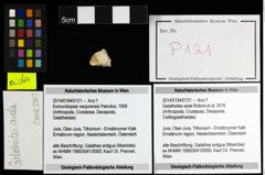 Foto (Objekt + Etiketten) von Galatheites aiola (Robins et al., 2016) 